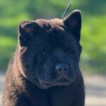 Francesca-female-chow-chow-puppy-for-sale-1 (2)