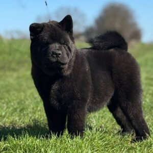 Francesca Chow-Chow Francesca Chow-Chow