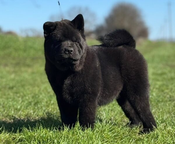 Francesca Chow-Chow Francesca Chow-Chow