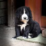 Frisco-male-central-asian-shepherd-puppy-for-sale-