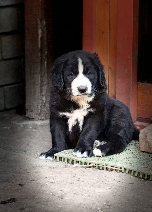 Frisco Central Asian Shepherd Dog Frisco Central Asian Shepherd Dog