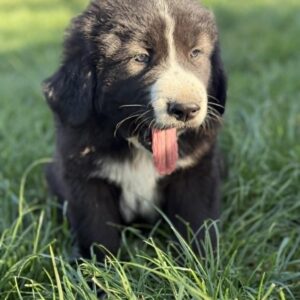 Frisco Central Asian Shepherd Dog Frisco Central Asian Shepherd Dog
