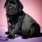 Gaika-female-Labrador-Retrivier-puppy-for-sale-1
