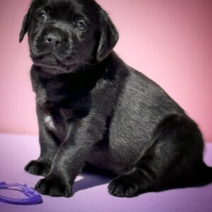 Gaika Labrador Retriever Gaika Labrador Retriever