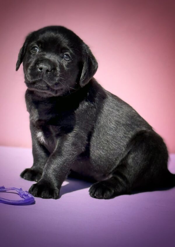 Gaika Labrador Retriever Gaika Labrador Retriever