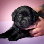 Gaika-female-Labrador-Retrivier-puppy-for-sale-2