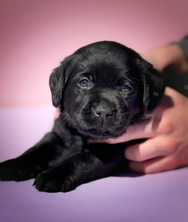 Gaika Labrador Retriever Gaika Labrador Retriever