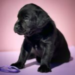 Gaika-female-Labrador-Retrivier-puppy-for-sale-3
