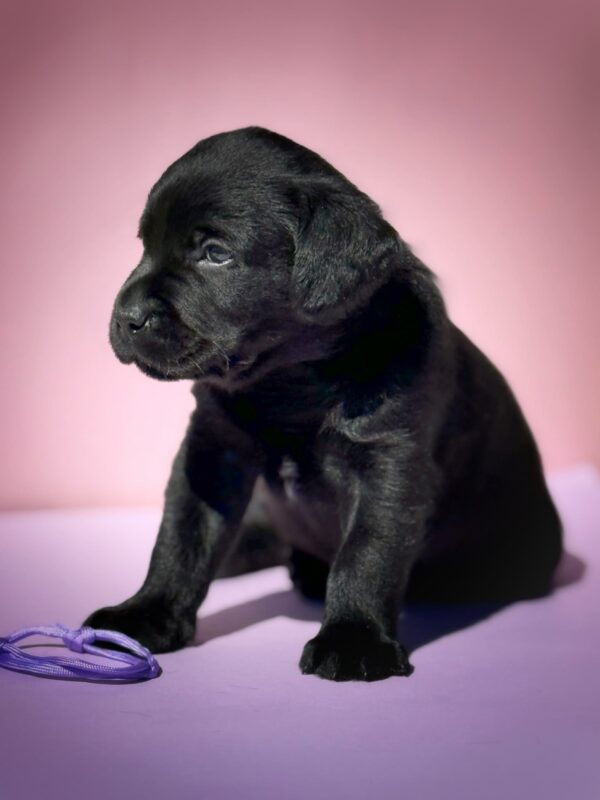 Gaika Labrador Retriever Gaika Labrador Retriever