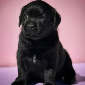 Gaika Labrador Retriever Gaika Labrador Retriever