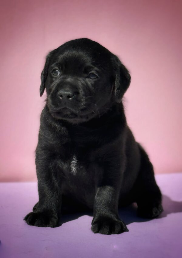 Gaika Labrador Retriever Gaika Labrador Retriever