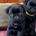 Gaisa-female-Pug-puppy-for-sale-1