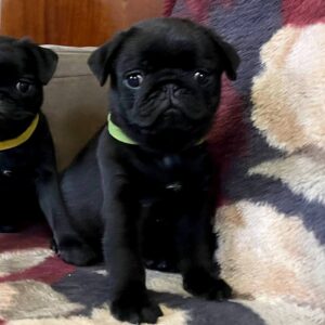 Gaisa Pug Gaisa Pug