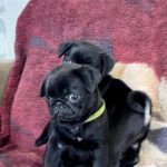 Gaisa-female-Pug-puppy-for-sale-3