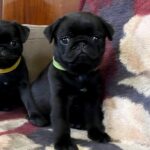 Gaisa-female-Pug-puppy-for-sale-4