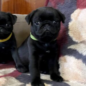 Gaisa Pug Gaisa Pug