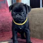 Gamma-female-Pug-puppy-for-sale-1