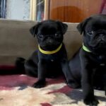 Gamma-female-Pug-puppy-for-sale-2