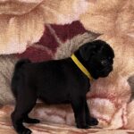 Gamma-female-Pug-puppy-for-sale-4