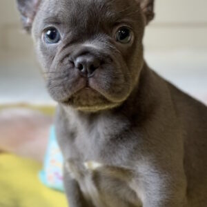Germon French Bulldog Germon French Bulldog