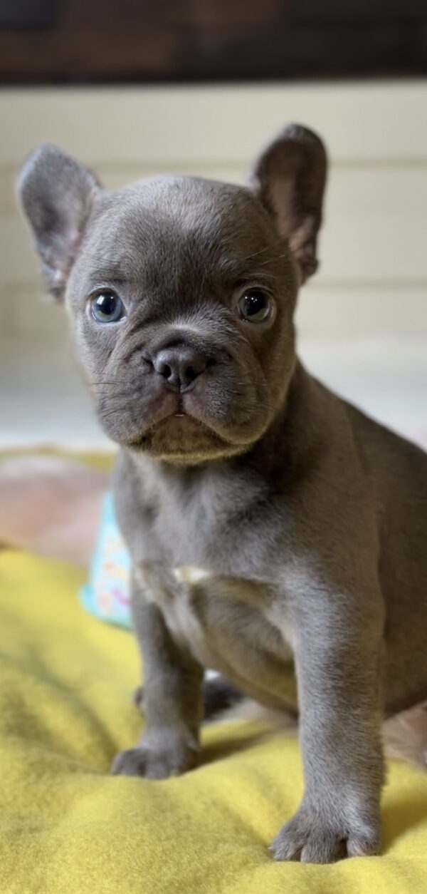 Germon French Bulldog Germon French Bulldog