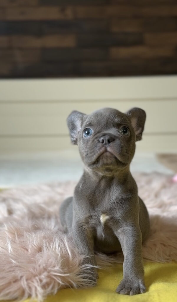 Germon French Bulldog Germon French Bulldog