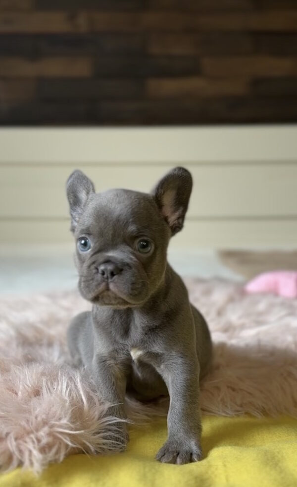 Germon French Bulldog Germon French Bulldog