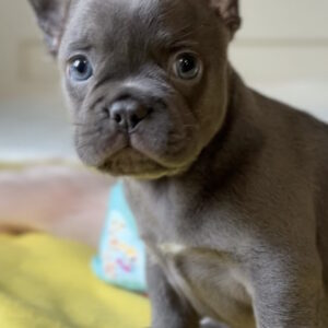Germon French Bulldog Germon French Bulldog