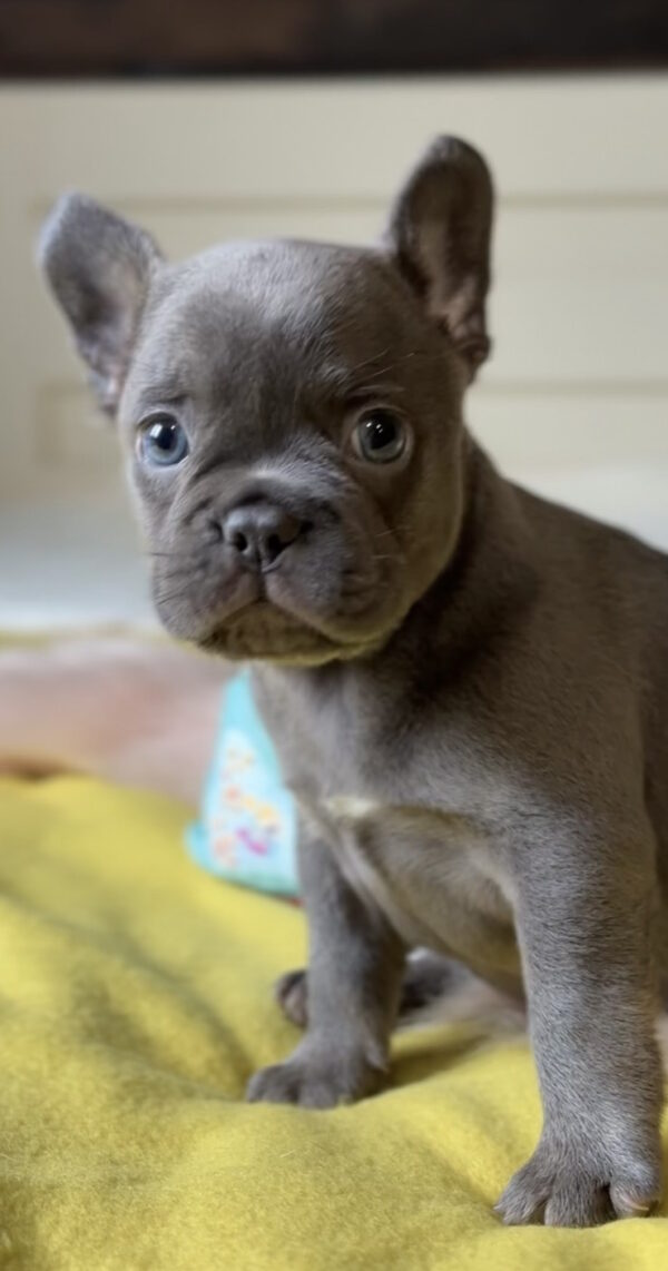 Germon French Bulldog Germon French Bulldog