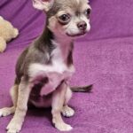 Gia-female-Chihuahua-puppy-for sale-1