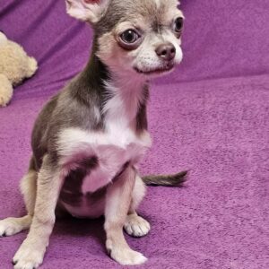 Gia Chihuahua Gia Chihuahua