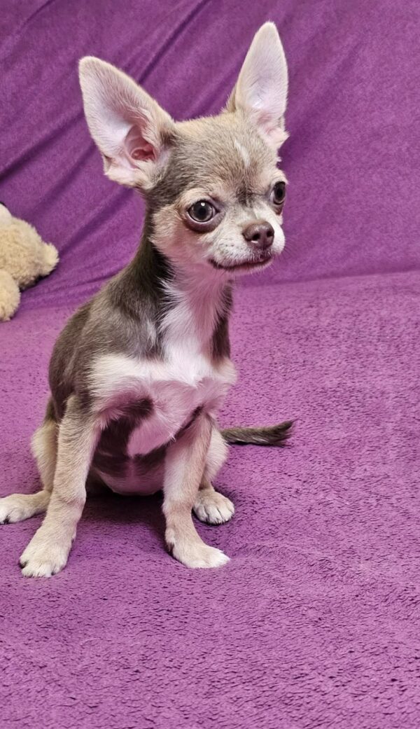 Gia Chihuahua Gia Chihuahua