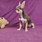 Gia-female-Chihuahua-puppy-for sale-2