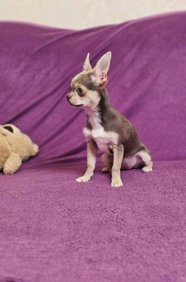 Gia Chihuahua Gia Chihuahua