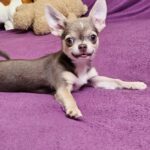 Gia-female-Chihuahua-puppy-for sale-3
