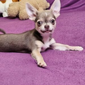 Gia Chihuahua Gia Chihuahua