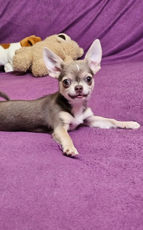 Gia Chihuahua Gia Chihuahua