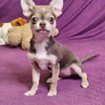 Gia-female-Chihuahua-puppy-for sale-4