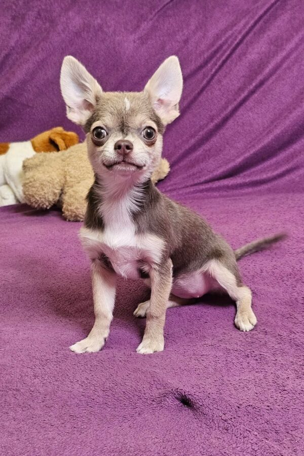 Gia Chihuahua Gia Chihuahua