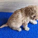 Gili-female-cavapoo-puppy-for-sale- (1)