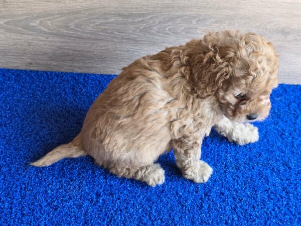 Gili Cavapoo Gili Cavapoo