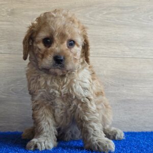 Gili Cavapoo Gili Cavapoo