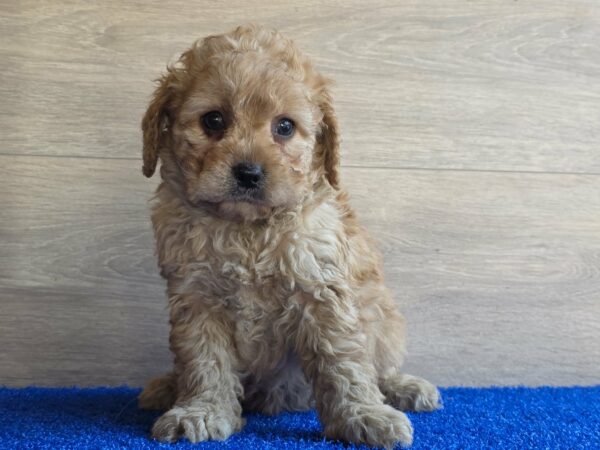 Gili Cavapoo Gili Cavapoo