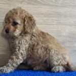 Gili-female-cavapoo-puppy-for-sale- (3)