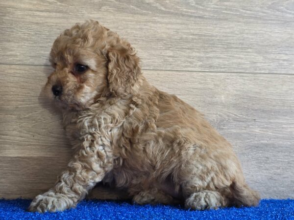 Gili Cavapoo Gili Cavapoo