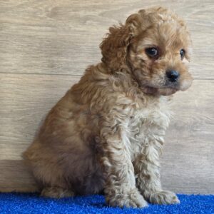 Gili Cavapoo Gili Cavapoo