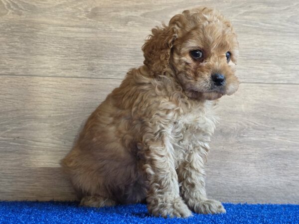 Gili Cavapoo Gili Cavapoo