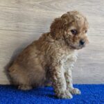 Gili-female-cavapoo-puppy-for-sale- (5)