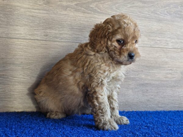 Gili Cavapoo Gili Cavapoo