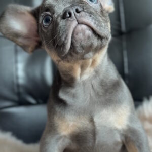 Gironde French Bulldog Gironde French Bulldog